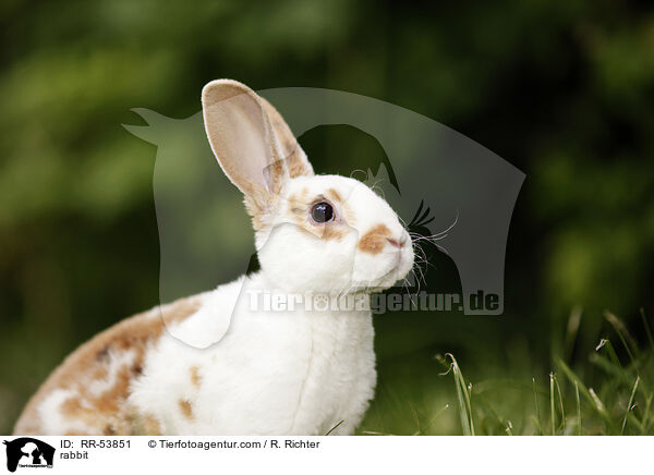 rabbit / RR-53851