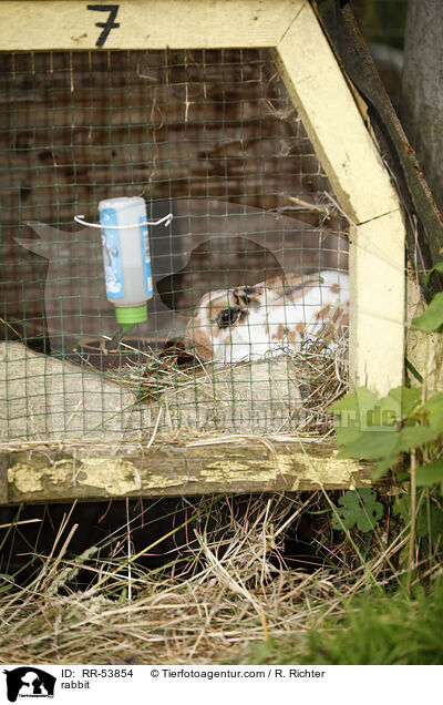 Kleinrex / rabbit / RR-53854