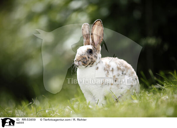 rabbit / RR-53859