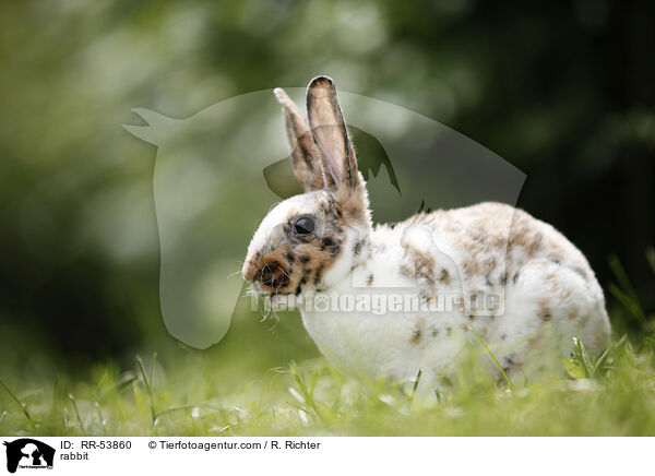 rabbit / RR-53860