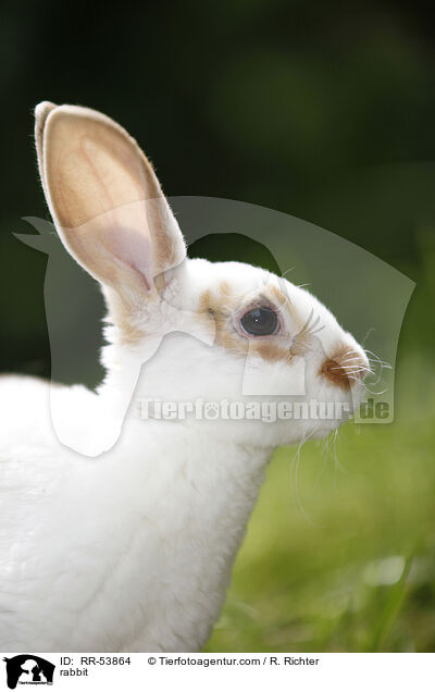 rabbit / RR-53864