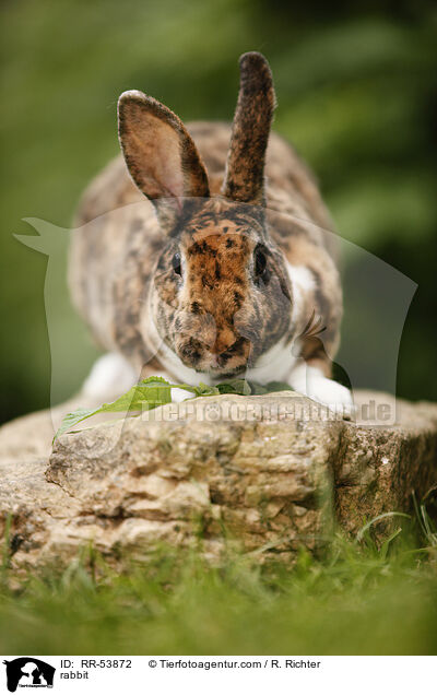 rabbit / RR-53872