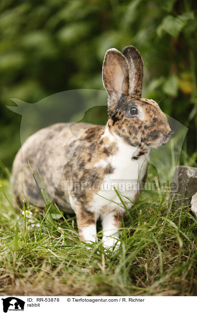 rabbit / RR-53878