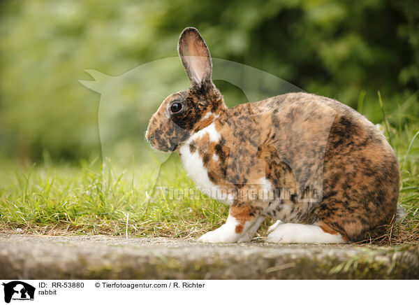 rabbit / RR-53880