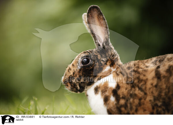 rabbit / RR-53881