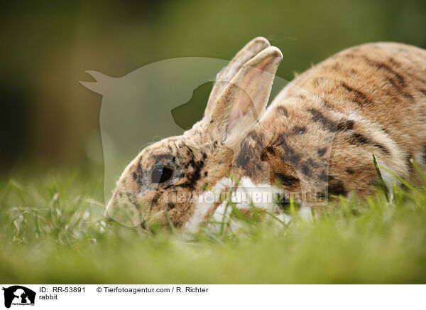 Kleinrex / rabbit / RR-53891
