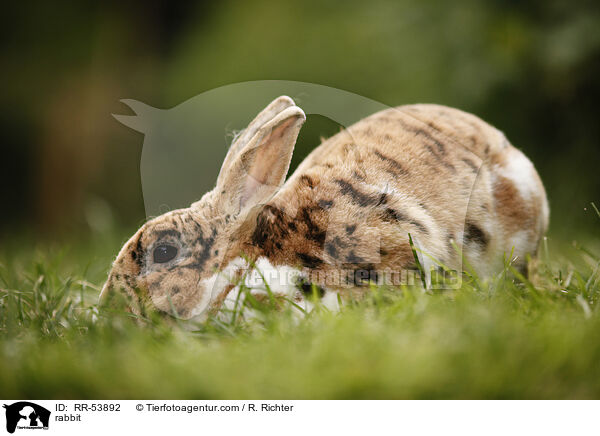 Kleinrex / rabbit / RR-53892