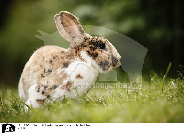 rabbit / RR-53894