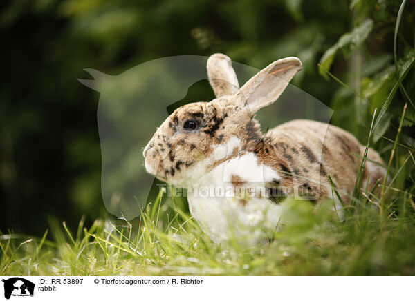 rabbit / RR-53897