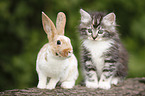 kitten and young rabbit