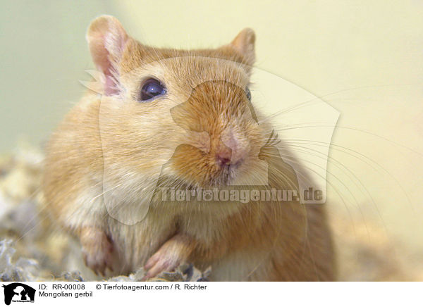 Mongolian gerbil / RR-00008