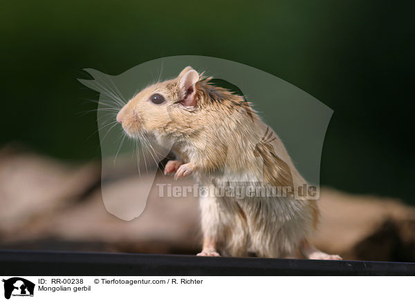 Mongolische Wstenrennmaus / Mongolian gerbil / RR-00238