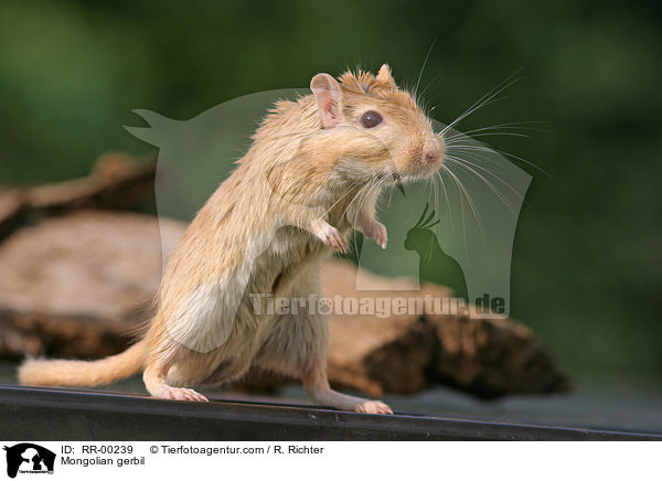 Mongolische Wstenrennmaus / Mongolian gerbil / RR-00239