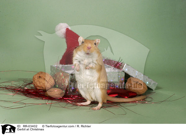 Mongolische Wstenrennmaus / Gerbil at Christmas / RR-03402