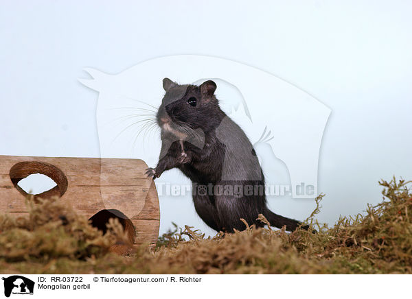 Mongolische Wstenrennmaus / Mongolian gerbil / RR-03722