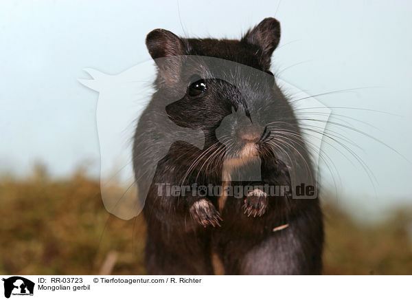 Mongolische Wstenrennmaus / Mongolian gerbil / RR-03723