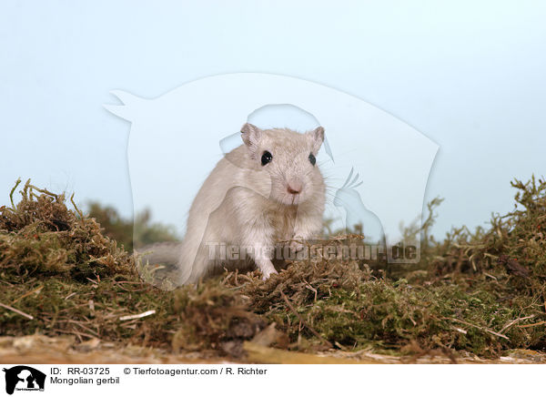 Mongolische Wstenrennmaus / Mongolian gerbil / RR-03725