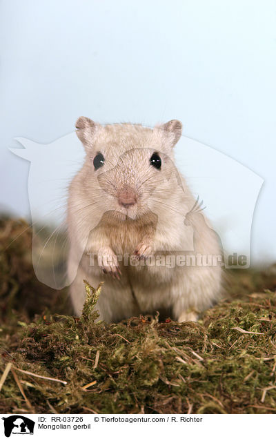 Mongolian gerbil / RR-03726