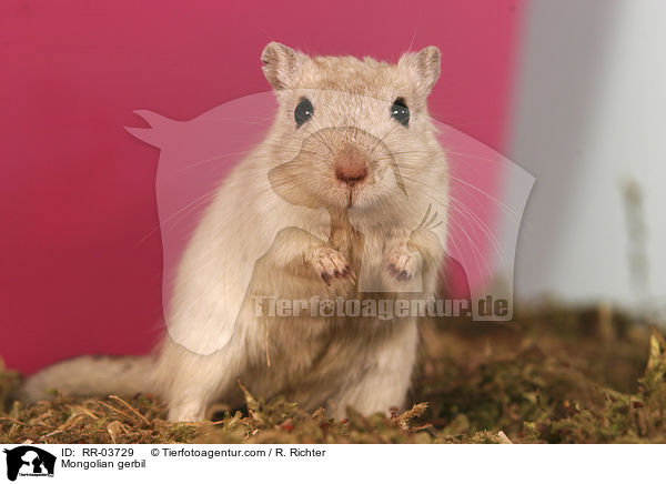 Mongolian gerbil / RR-03729