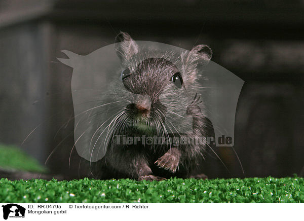 Mongolian gerbil / RR-04795
