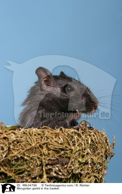 Mongolische Wstenrennmaus im Krbchen / Mongolian gerbil in the basket / RR-04796