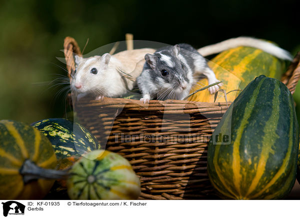Gerbils / KF-01935