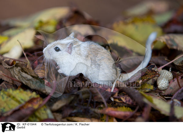 Gerbil / KF-01944