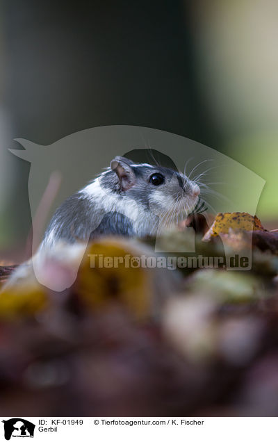 Gerbil / KF-01949