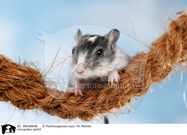 Mongolische Wstenrennmaus / mongolian gerbil / RR-68696