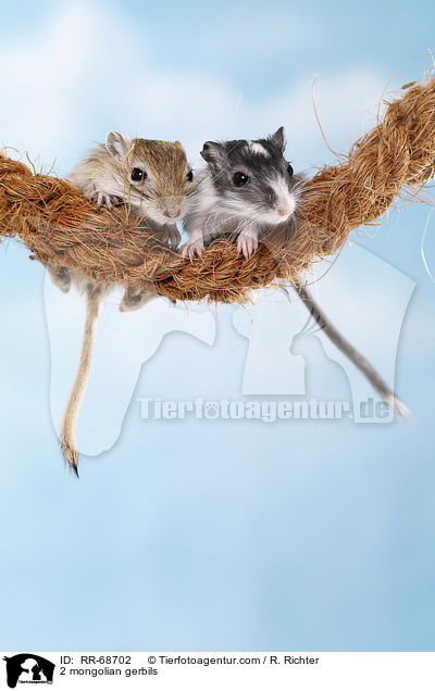 2 mongolian gerbils / RR-68702