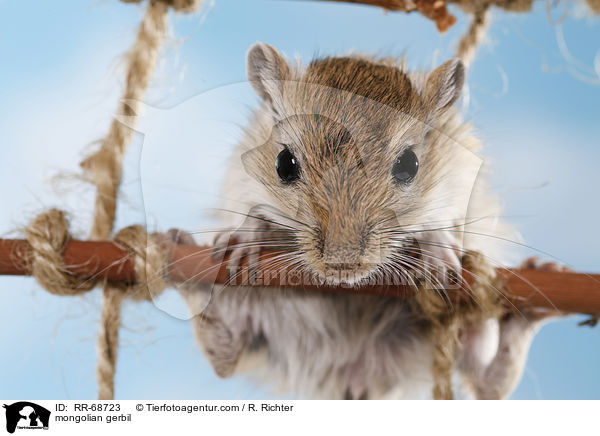 Mongolische Wstenrennmaus / mongolian gerbil / RR-68723