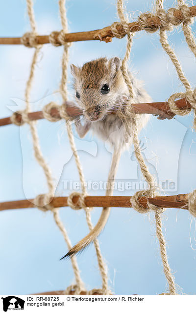 mongolian gerbil / RR-68725