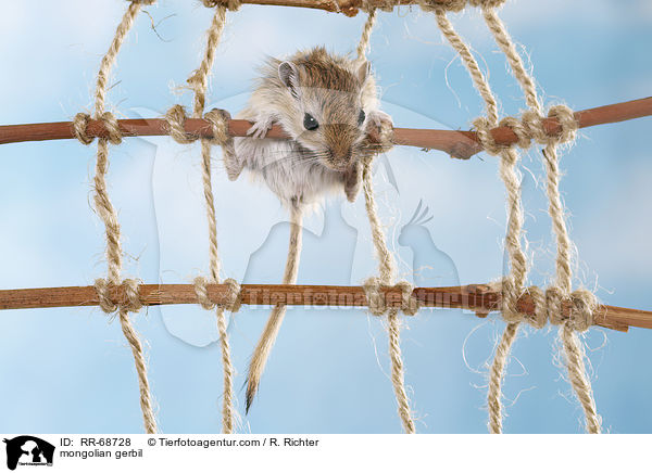 Mongolische Wstenrennmaus / mongolian gerbil / RR-68728