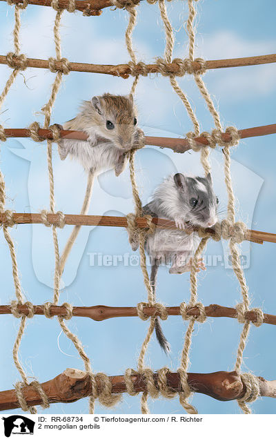 2 Mongolische Wstenrennmuse / 2 mongolian gerbils / RR-68734