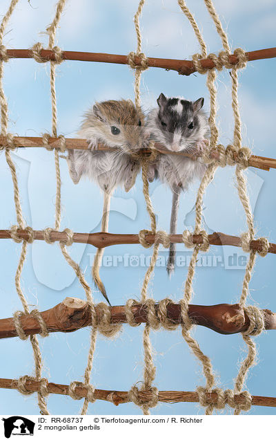 2 mongolian gerbils / RR-68737