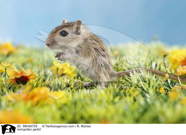 mongolian gerbil / RR-68755