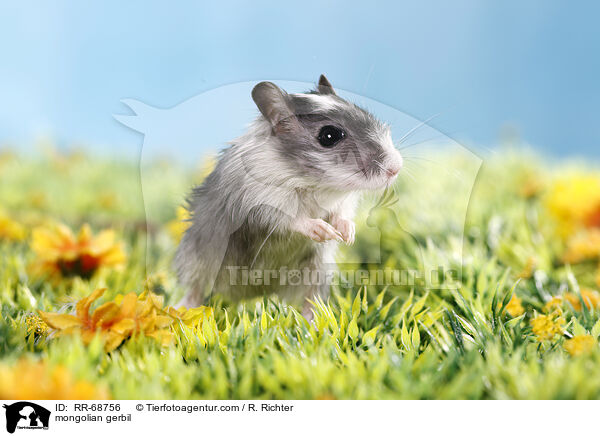 mongolian gerbil / RR-68756