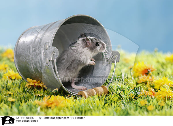 mongolian gerbil / RR-68757