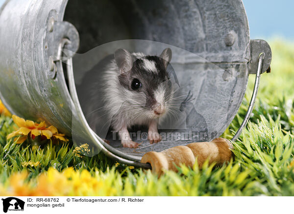 mongolian gerbil / RR-68762