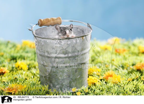 mongolian gerbil / RR-68772