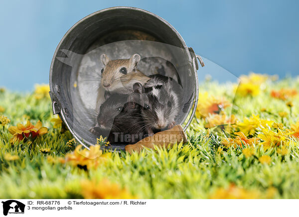 3 Mongolische Wstenrennmuse / 3 mongolian gerbils / RR-68776