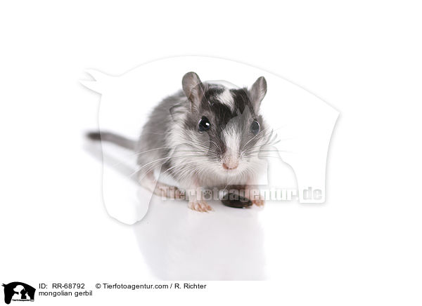 Mongolische Wstenrennmaus / mongolian gerbil / RR-68792