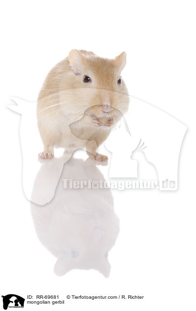 mongolian gerbil / RR-69681