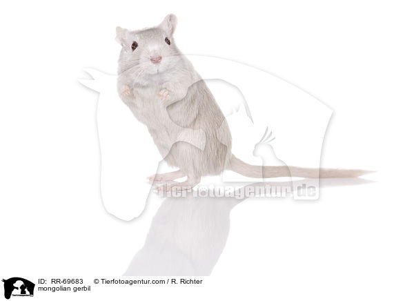 Mongolische Wstenrennmaus / mongolian gerbil / RR-69683