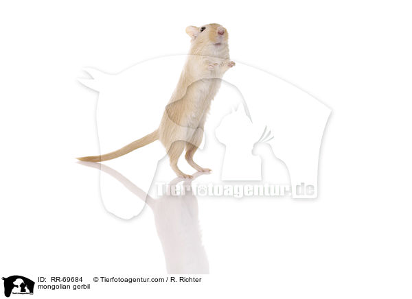 mongolian gerbil / RR-69684