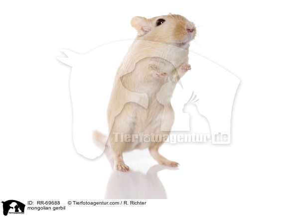 mongolian gerbil / RR-69688