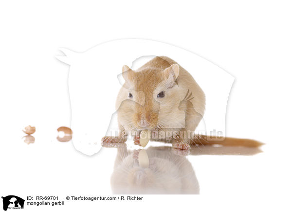 mongolian gerbil / RR-69701