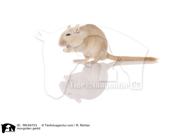 mongolian gerbil / RR-69703