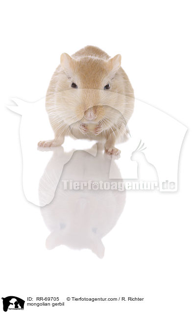 mongolian gerbil / RR-69705