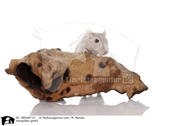 mongolian gerbil / RR-69714